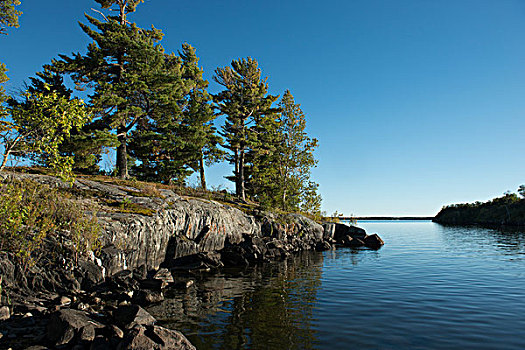 常青树,海岸,湖,木头,安大略省,加拿大