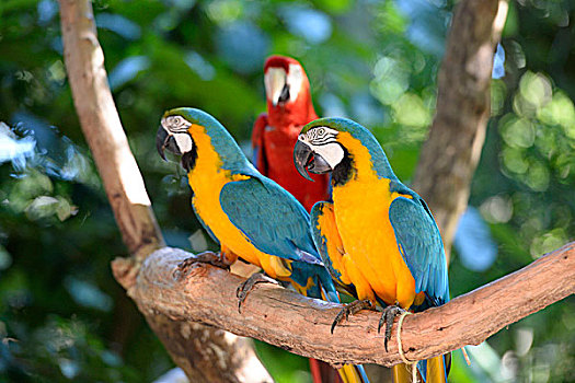 鹦鹉,鸟,公园,伊瓜苏,巴西,南美