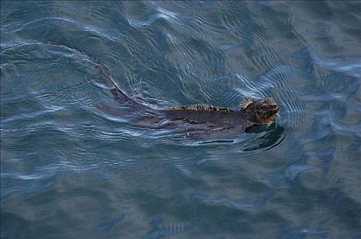 海鬣蜥,游泳,圣地亚哥,岛屿,加拉帕戈斯群岛,厄瓜多尔