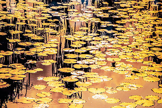 金色池塘