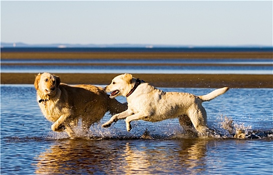 金毛猎犬,拉布拉多犬,海滩