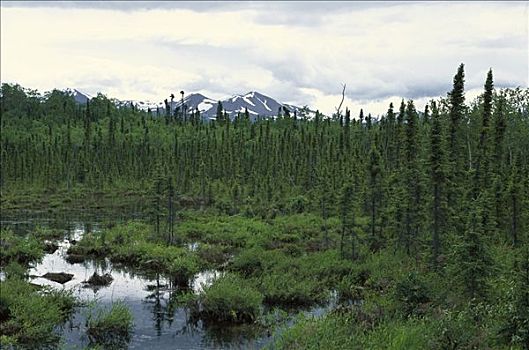 湿地,北方针叶林,阿拉斯加