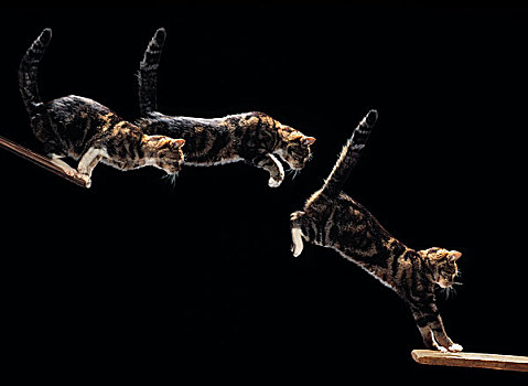 家猫,跳跃,多,图像