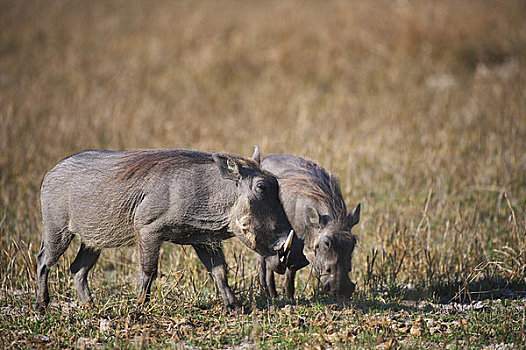 博茨瓦纳,奥卡万戈三角洲,疣猪