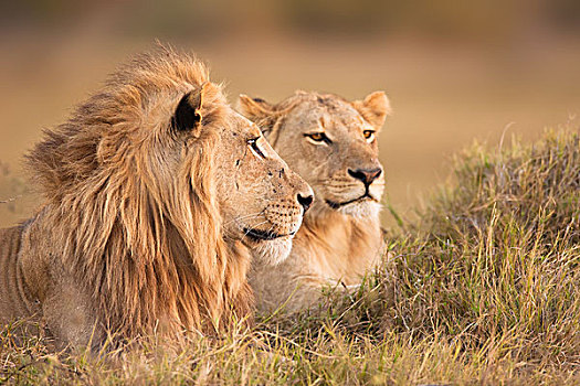 非洲狮,雌狮,狮子,卧,草,奥卡万戈三角洲,博茨瓦纳,非洲