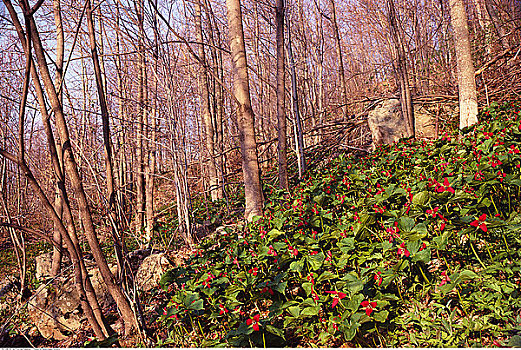 红色,树林,春天,新布兰斯维克,加拿大
