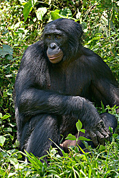 倭黑猩猩,保护区,金沙萨,刚果