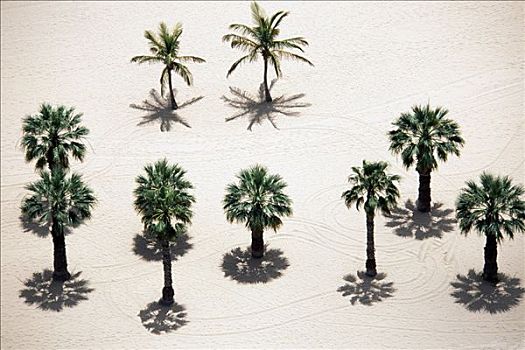 棕榈树,俯视,海滩,圣安德烈斯岛,特内里费岛,加纳利群岛,西班牙,欧洲