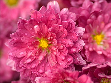 粉色,大丽花,雨滴,微距