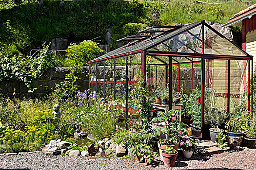 温室,夏天,花园,盆栽,小,水塘