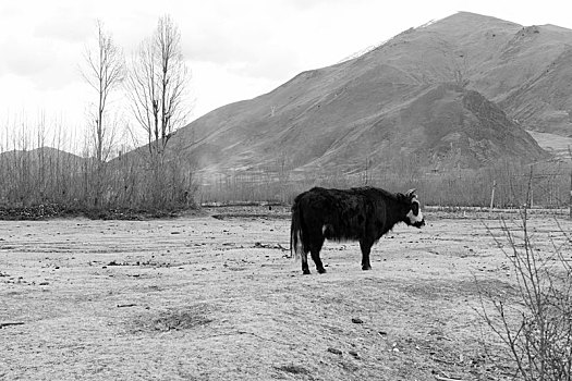 四川省甘孜州新都桥镇的牦牛