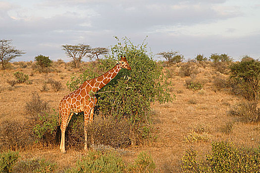 草原,长颈鹿,觅食,黃昏,序列,非洲,肯尼亚,野生动物,荒野,狩猎动物,动物,哺乳动物,网纹长颈鹿