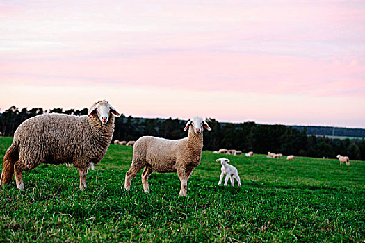 绵羊,草地,巴伐利亚,德国