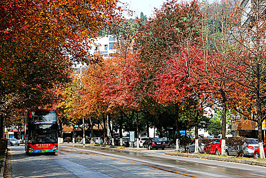 秋天的城市道路