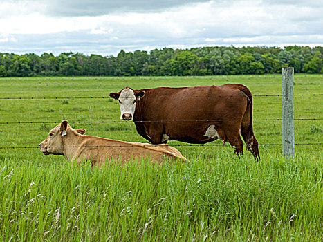 牛,地点,曼尼托巴,加拿大
