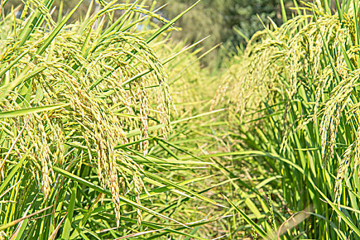 乌鲁木齐米东区水稻丰收