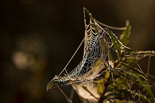 光泽,蜘蛛网,干燥,植物,自然,深色背景