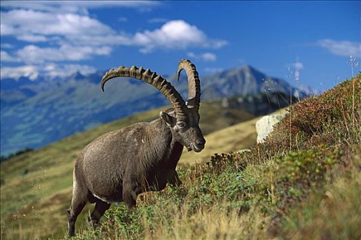 阿尔卑斯野山羊,羱羊,阿尔卑斯山,背景,欧洲