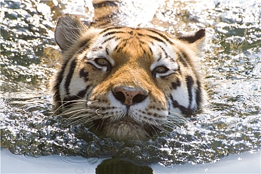 游泳,虎