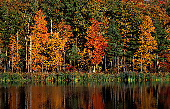 北美,美国,湿地,秋天,水塘