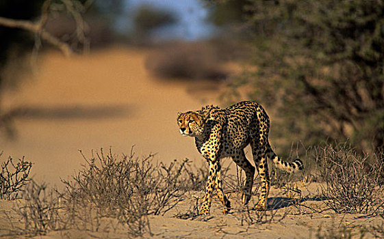 印度豹,猎豹,卡拉哈迪大羚羊国家公园,卡拉哈里沙漠,南非,非洲