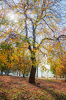 深秋时明亮环境中的一棵树木
