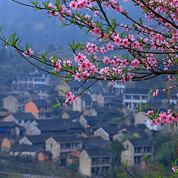 桃花,山村