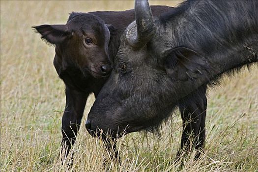 南非水牛,非洲水牛,母亲,2-3岁,白天,老,诞生,幼兽,马赛马拉,肯尼亚