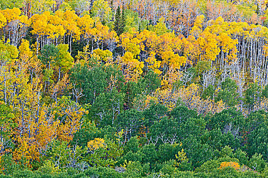白杨,小树林,开始,转,金色,冰河,国家公园,蒙大拿,美国