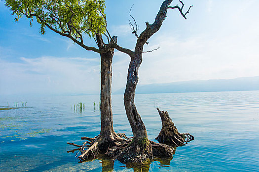 云南大理洱海水中的树