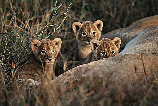 肯尼亚,马赛马拉,三个,星期,老,幼狮,坐,狮子,大幅,尺寸