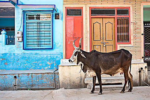 母牛,途中,拉贾斯坦邦,印度,亚洲