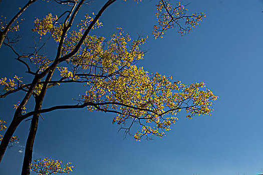 树枝风景秋黄蓝