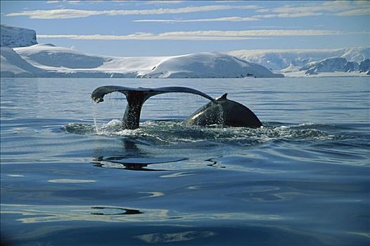 驼背鲸,大翅鲸属,鲸鱼,岛屿,南极半岛