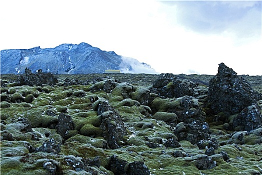 苔藓,火山岩,冰岛