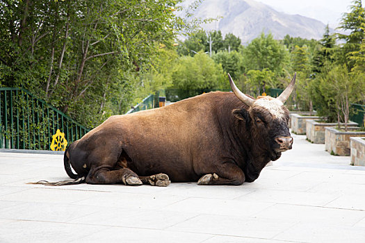 西藏的牛