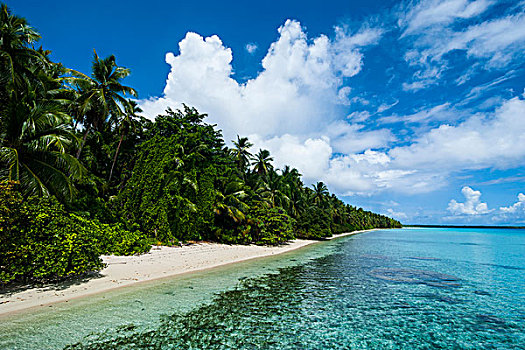 乐园,白沙滩,青绿色,水,蚂蚁,环礁,密克罗尼西亚