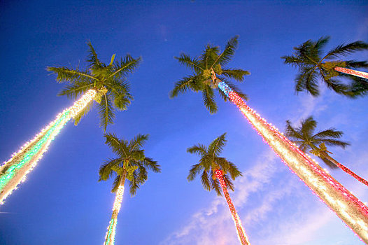 美国,夏威夷,棕榈树,装饰,彩色,光亮