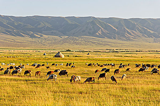 新疆巴里坤草原