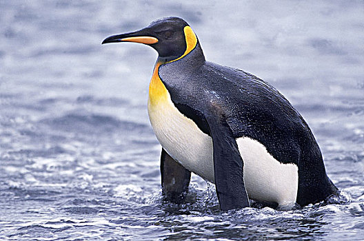 帝企鹅,成年,出现,海洋,索尔兹伯里平原,南乔治亚