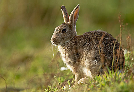 欧洲兔,兔豚鼠属,成年,坐,斯科莫岛,彭布鲁克郡,威尔士,英国,欧洲
