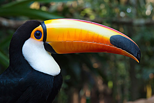 托哥巨嘴鸟,头像,潘塔纳尔,巴西,南美