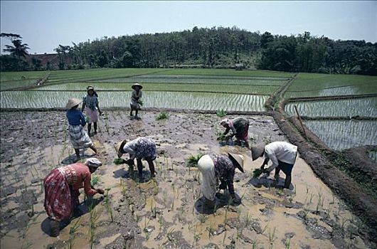 稻田,农民,女人,水稻种植,巴厘岛,印度尼西亚
