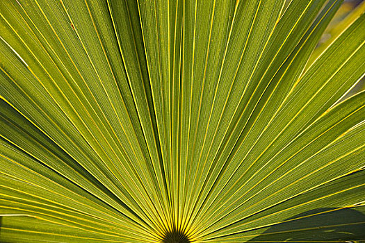 巴哈马,大巴哈马岛,岛屿,卢卡亚,国家公园,特写,棕榈叶