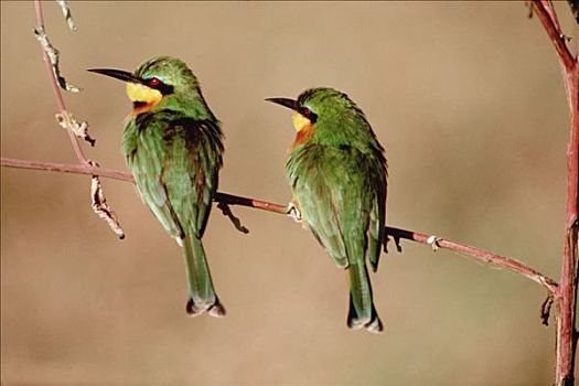 小,食蜂鸟,一对,栖息,枝头,塞伦盖蒂国家公园,坦桑尼亚