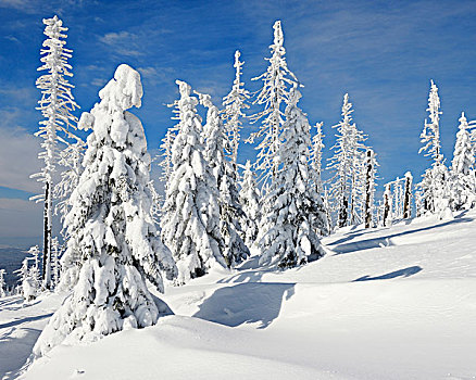 积雪,针叶树,树林,冬天,巴伐利亚森林国家公园,巴伐利亚,德国