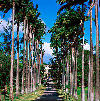 巴巴多斯,西印度群岛