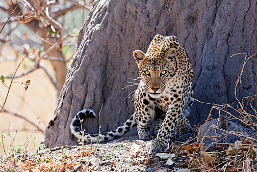 豹,爬行,莫雷米禁猎区,博茨瓦纳,非洲