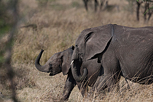 非洲大象139