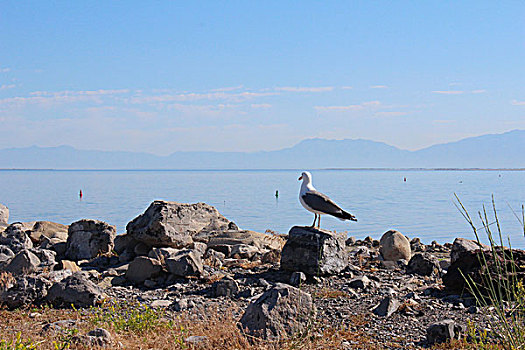 大盐湖的海鸥